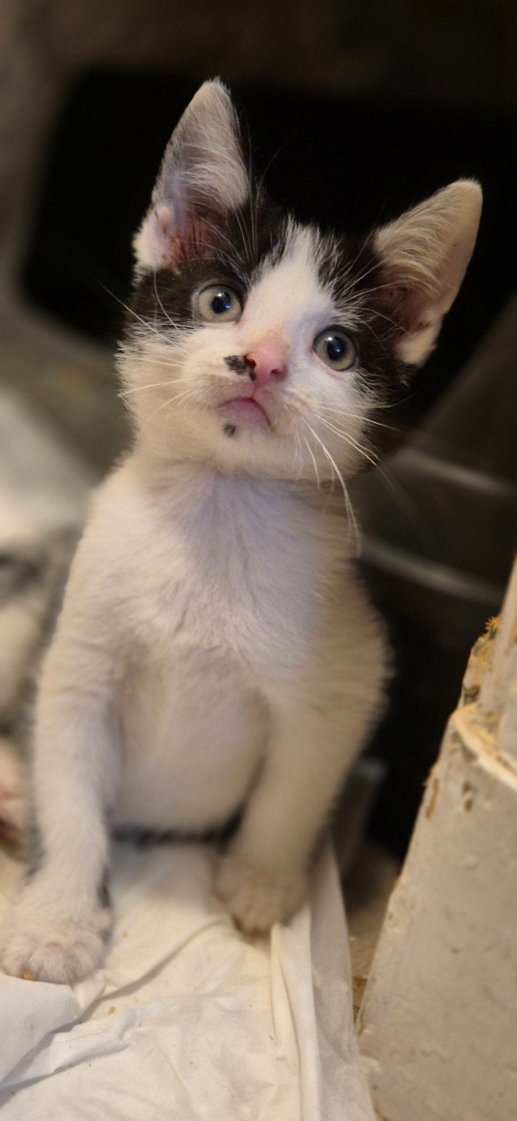 Wij zoeken nieuw personeel !, Dieren en Toebehoren, Katten en Kittens | Overige Katten, Meerdere dieren, Kortharig, 0 tot 2 jaar