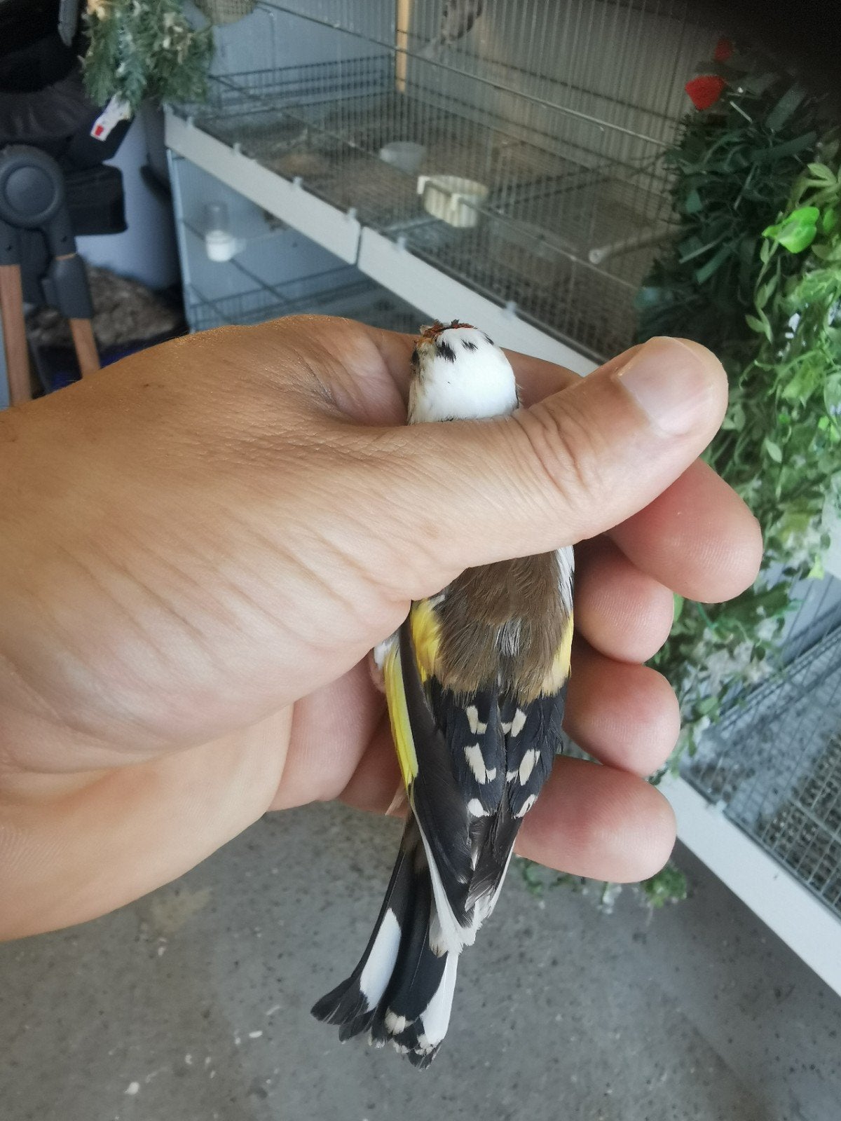 Parva te koop – jong en ouder koppels, Dieren en Toebehoren, Vogels | Kanaries, Meerdere dieren, Bastaard