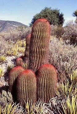 Cactus Ferocactus Stainesii var. Pilosus circa 65-70 cm hoog, Huis en Inrichting, Kamerplanten, Ophalen, Minder dan 100 cm, Bloeiende kamerplant