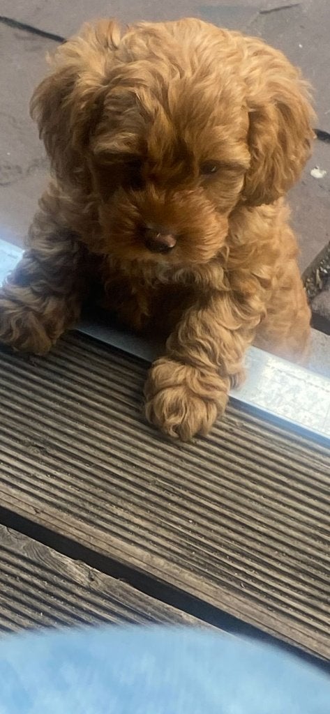 toy poedel pups mogen naar een nieuw huisje, Poedel, Parvo, 8 tot 15 weken, Meerdere