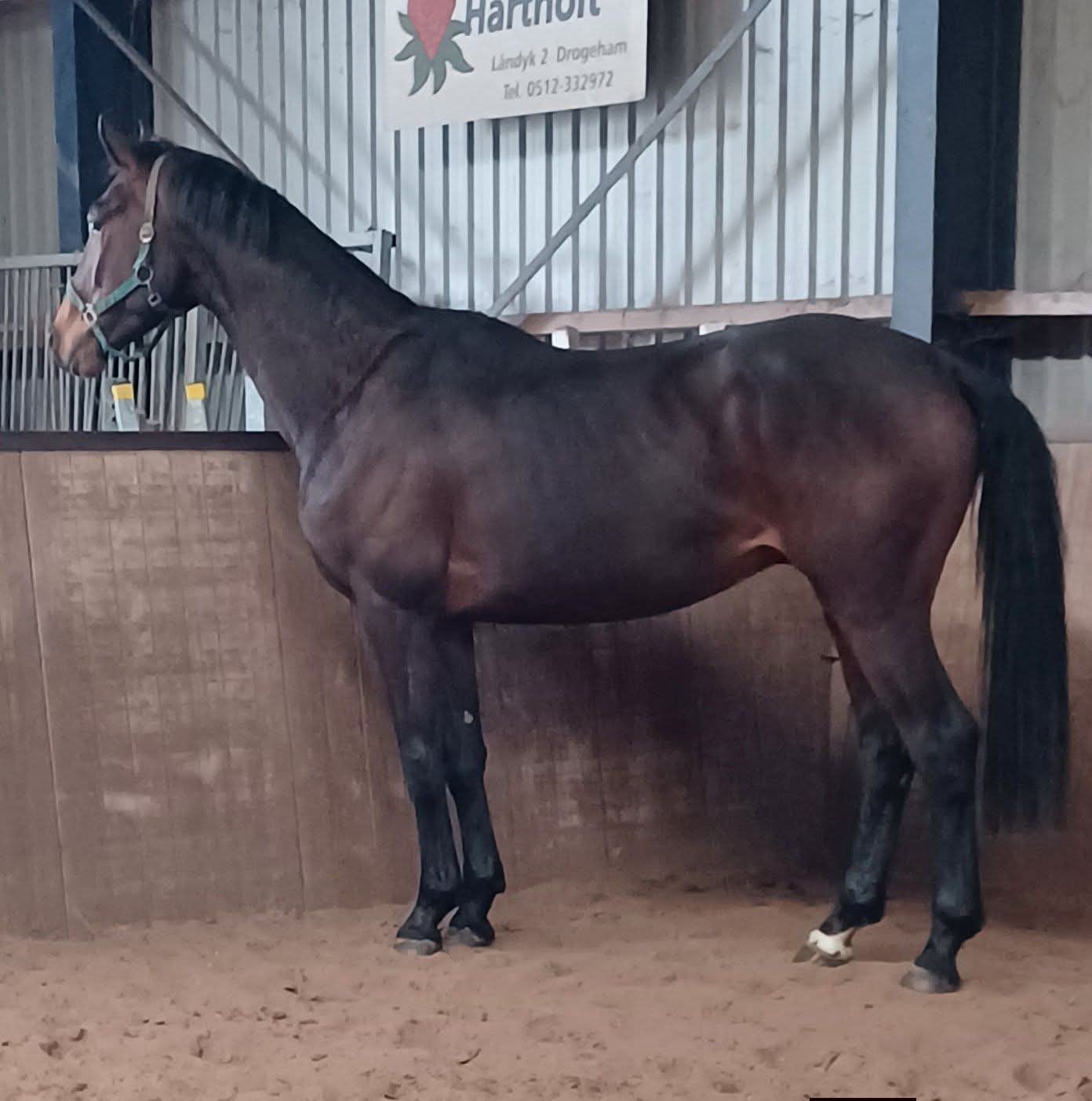 grote 3,5 jarige ruin te koop, Dieren en Toebehoren, Ruin, Recreatiepaard, 3 tot 6 jaar