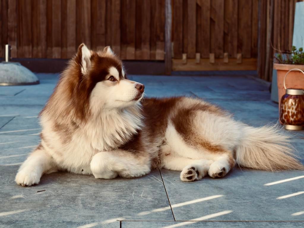 Dek reu Pomsky (niet te koop), Dieren en Toebehoren, Honden | Dekreuen, 15 weken tot 1 jaar, Reu, CDV (hondenziekte), Eén hond