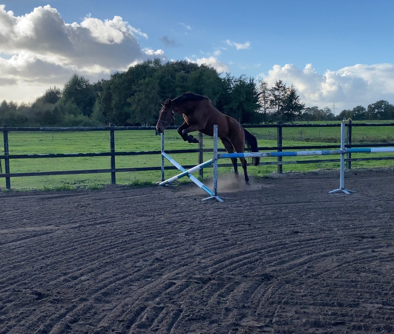 Leuk 4 jarig springpaard, Springpaard, Ruin, Zadelmak, 170 tot 175 cm