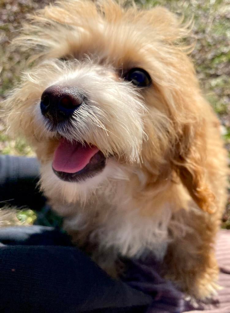 Maltipoo f1b puppy te koop, Dieren en Toebehoren, Honden | Niet-rashonden, Particulier, 15 weken tot 1 jaar, Reu, Eén hond