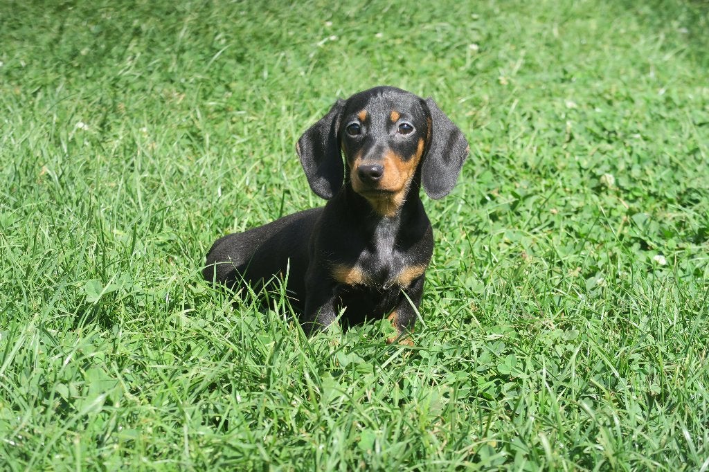 Korthaar Teckel pups teefjes, Parvo, Nederland, 8 tot 15 weken, Korthaar