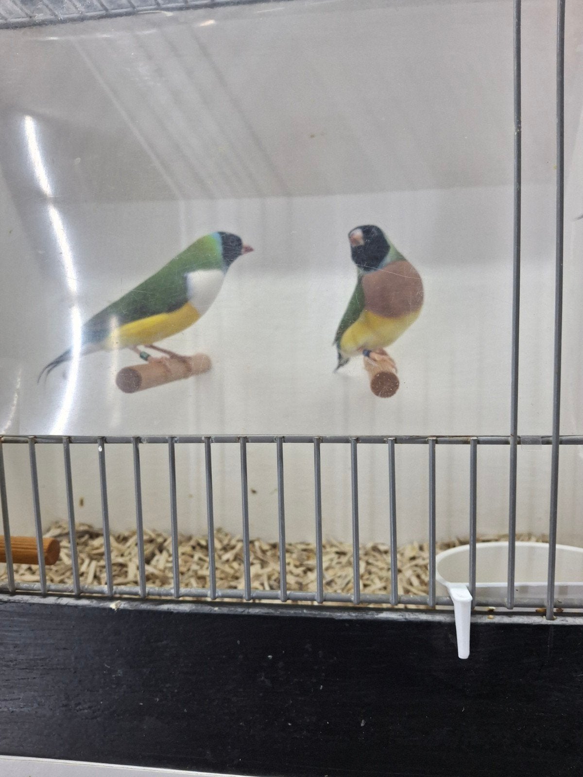 gouldamedines, Meerdere dieren