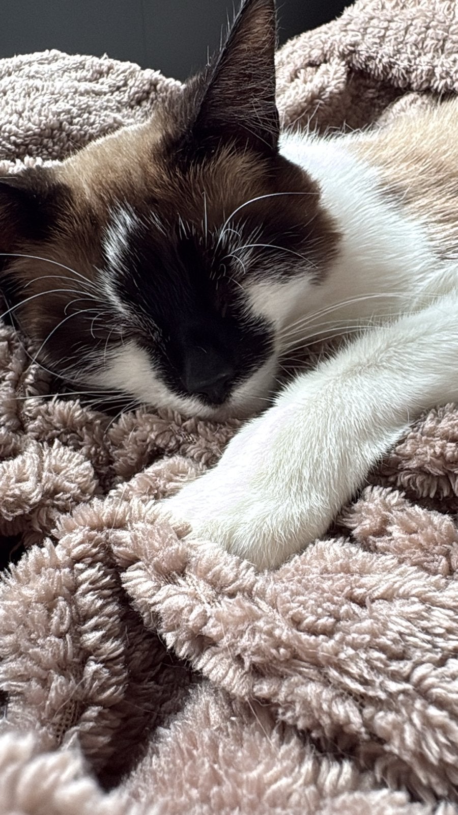 Wij zoeken een nieuw huisje voor onze Mia, Poes, 0 tot 2 jaar