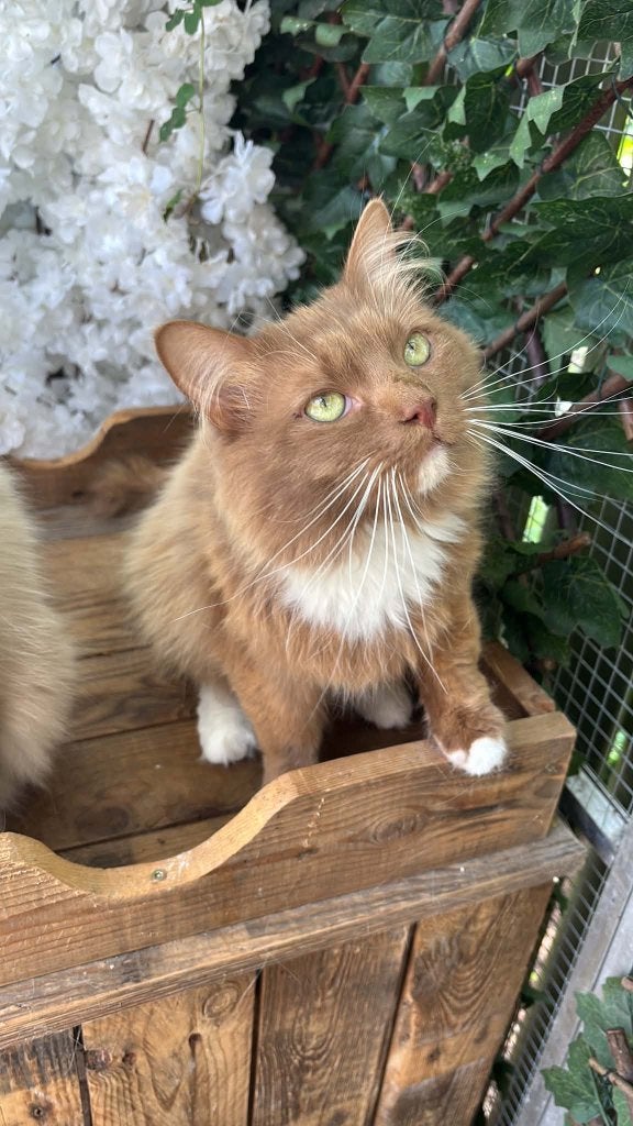 Prachtige Cinnamon & Cinnamon Sepia Ragdoll Kittens, Meerdere dieren, Gechipt, 0 tot 2 jaar