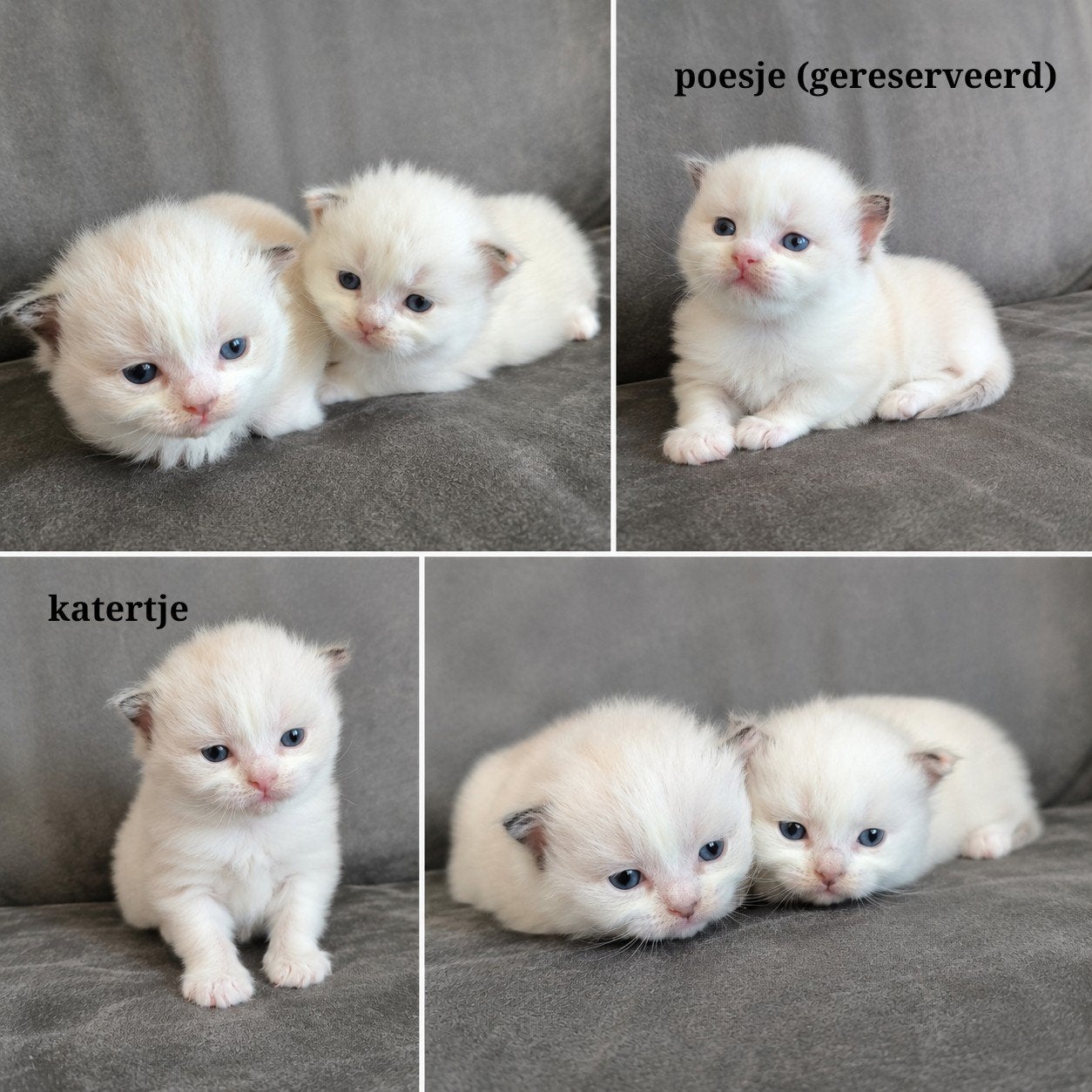 Ragdoll kittens zoeken een liefdevol thuis !nog 1 katertje!, Dieren en Toebehoren, Katten en Kittens | Raskatten | Langhaar, Meerdere dieren