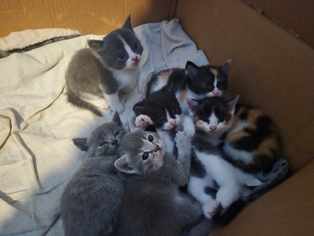 Britse korthaar kittens, Dieren en Toebehoren, Meerdere dieren, Gechipt, 0 tot 2 jaar