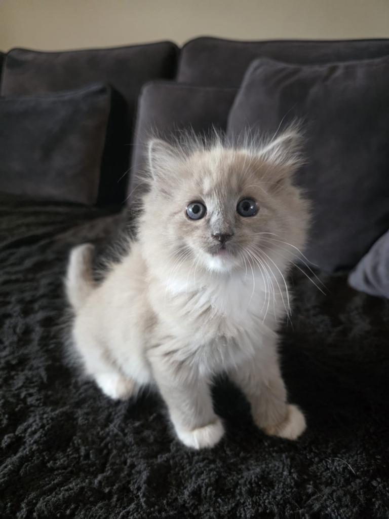 Prachtige ragdoll kittens zoeken een 4 ever home, Meerdere dieren, Ontwormd