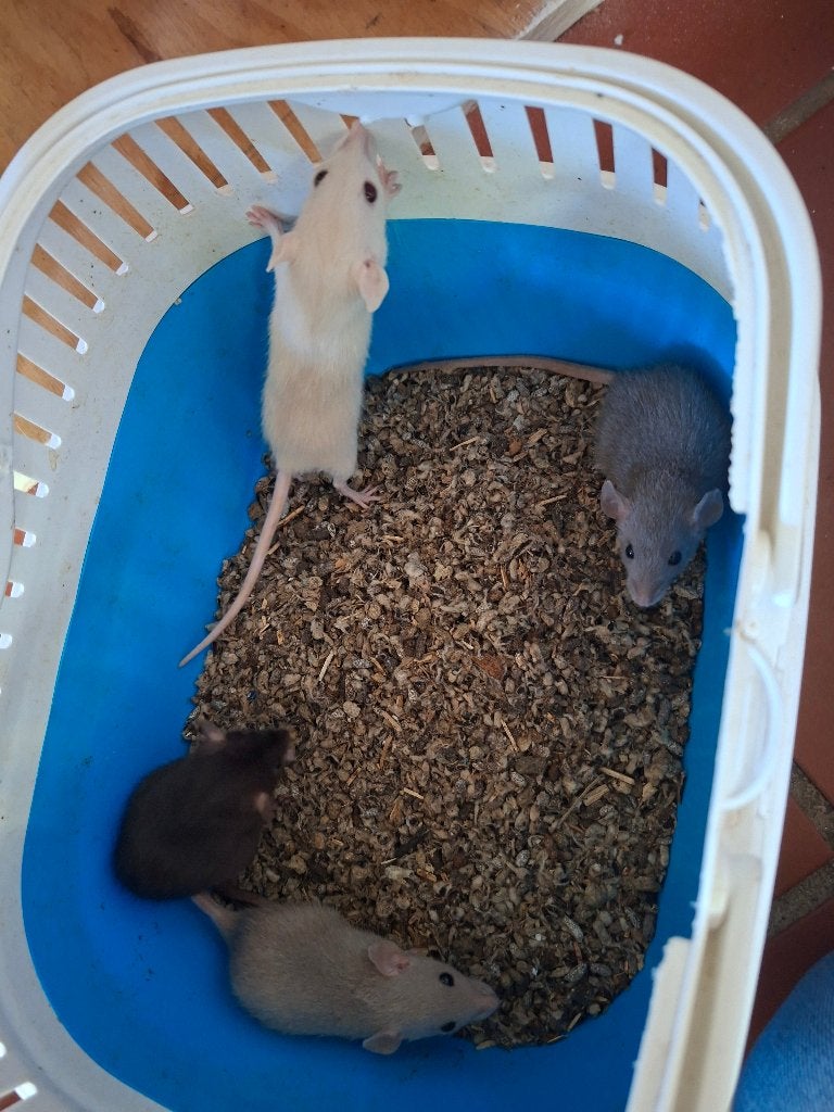 Dwerg rittens te koop, Rat, Juli, Meerdere dieren, Tam