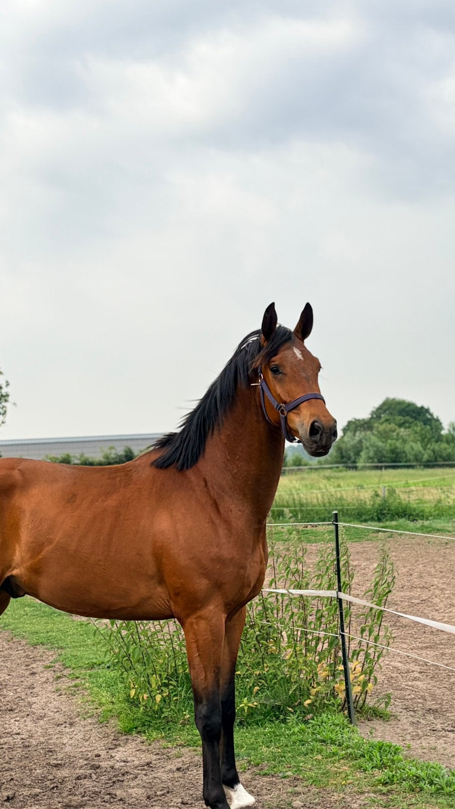 Ruin te koop, Dieren en Toebehoren, Paarden, Ruin, Onbeleerd, 165 tot 170 cm, 3 tot 6 jaar, Dressuurpaard, Met stamboom, Gechipt