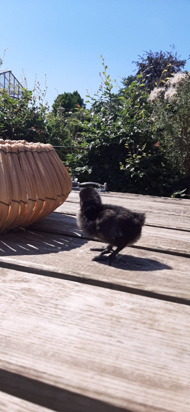 Raszuivere kippen kuikens Ayam Cemani en Faverolles!, Dieren en Toebehoren, Meerdere dieren, Kip