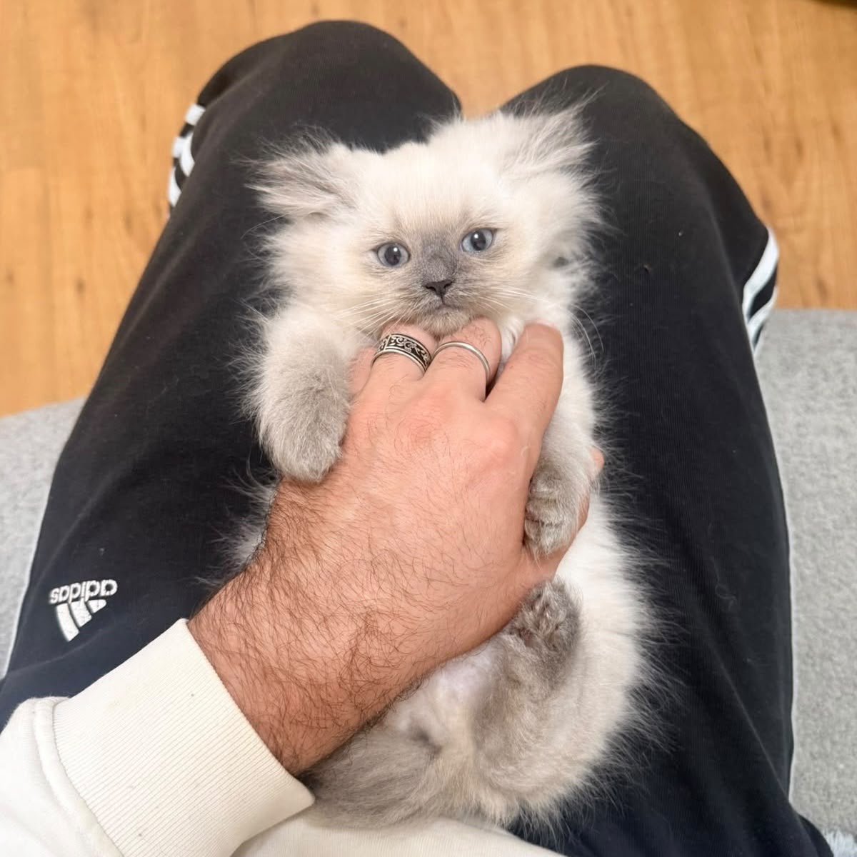Britse Langhaar kitten, Poes, Ontwormd, 0 tot 2 jaar
