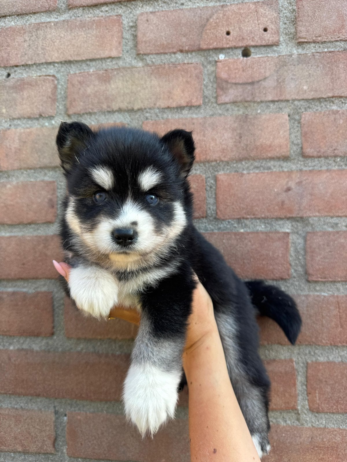 Lieve, schattige Pomsky pups mogen verhuizen, Overige rassen, 8 tot 15 weken, Parvo, Meerdere