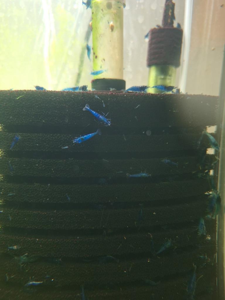Blue Dream Neocaridina Garnalen (Blauwe Neocaridina), Kreeft, Krab of Garnaal, Zoetwatervis, Schoolvis