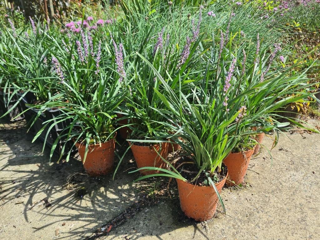 Leliegras Liriope muscari Moneymaker met staffelkorting, Bodembedekkers, Vaste plant, Ophalen of Verzenden, Halfschaduw
