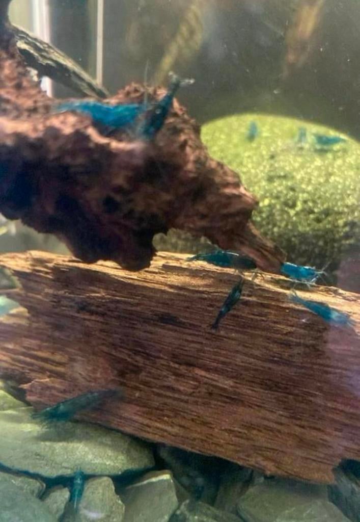 Blauwe garnalen!, Dieren en Toebehoren, Vissen | Aquariumvissen, Kreeft, Krab of Garnaal