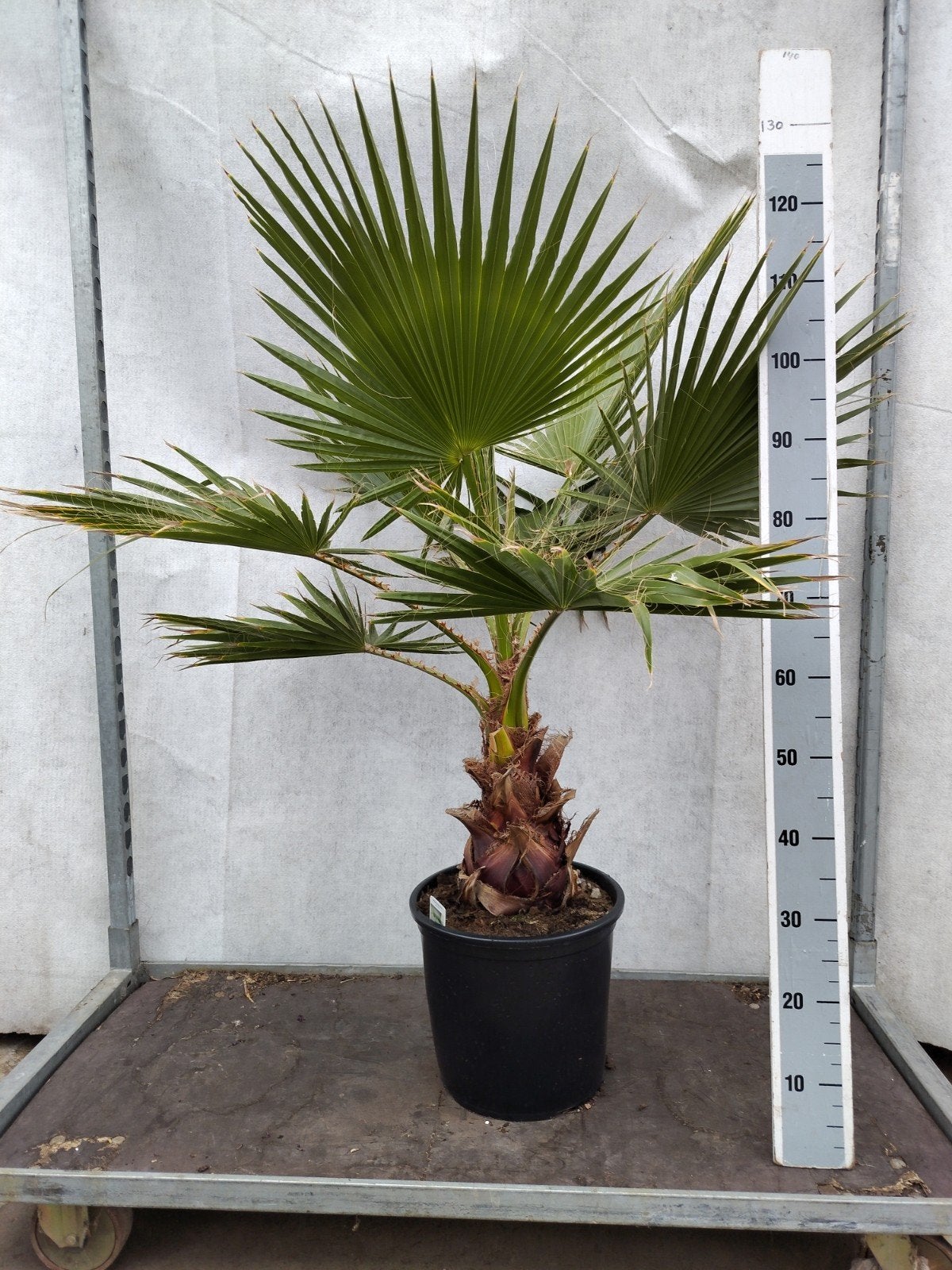 Mexicaanse Waaierpalm - Washingtonia robusta, Ophalen, Volle zon, Overige soorten