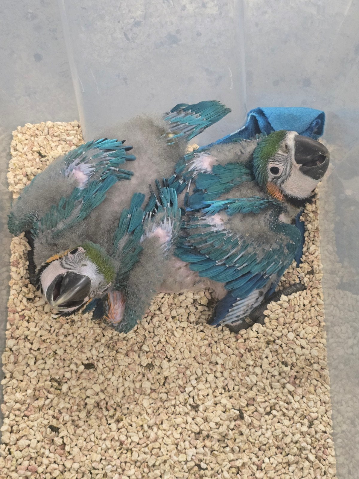 Tamme Jonge baby Blauw Gele Ara's

Voor inlichtingen kunt u, Dieren en Toebehoren, Papegaai, Tam