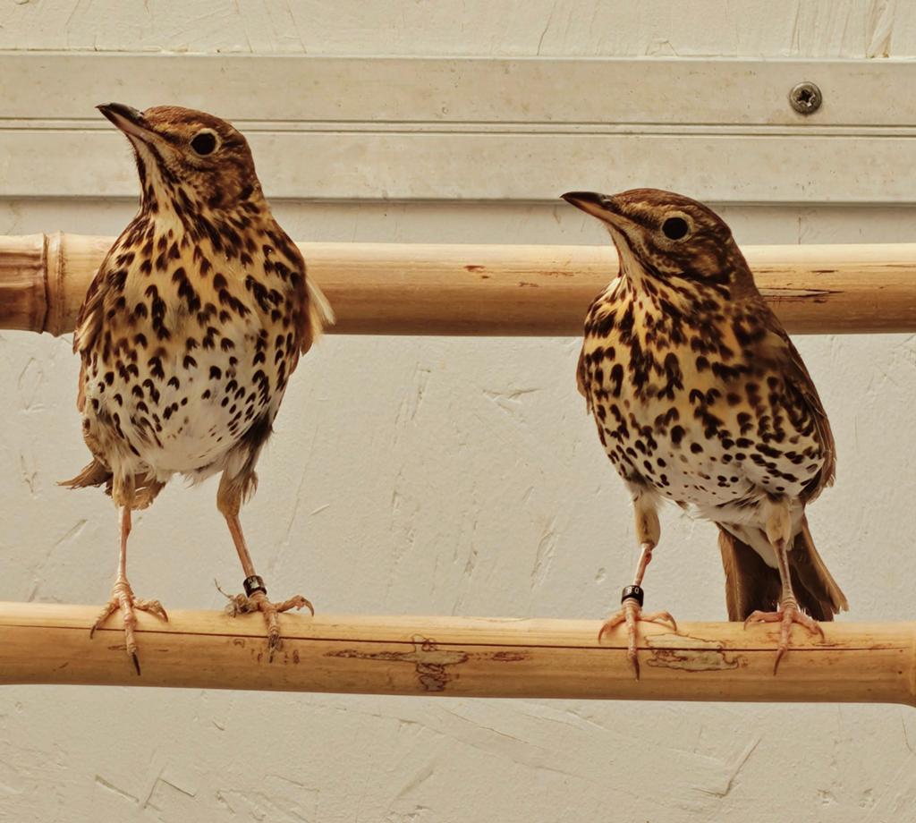 Zanglijster poppen, Vrouwelijk, Wildzangvogel, Geringd