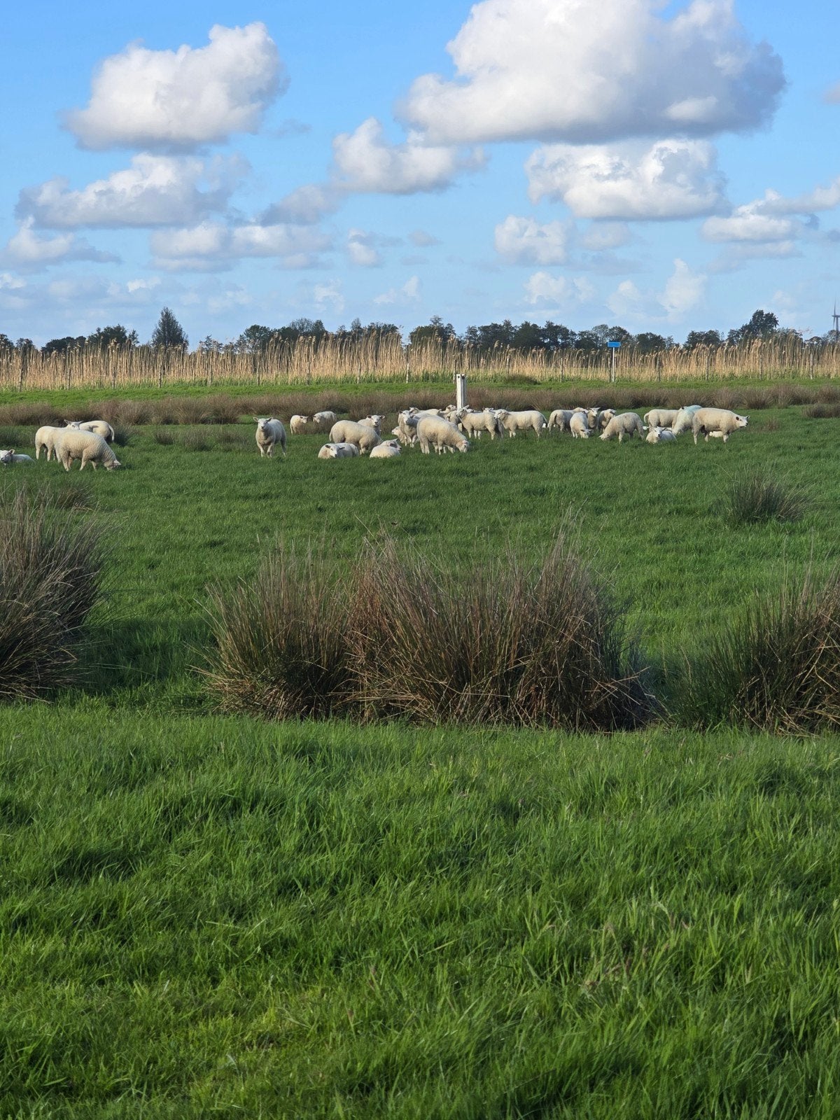 Goede weide lammeren tekoop 80 stuks, Dieren en Toebehoren