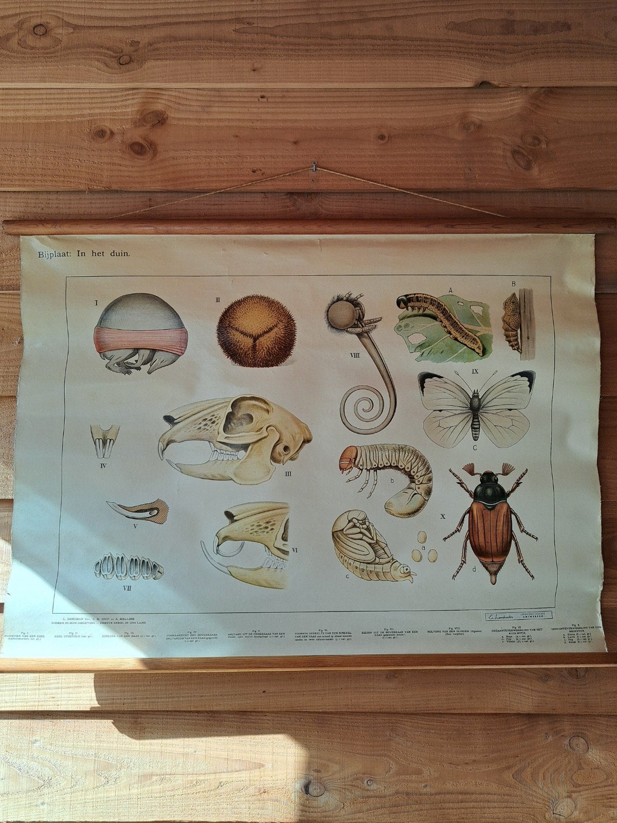 Vintage schoolplaat: Dieren in hun omgeving - In het duin, Antiek en Kunst, Ophalen of Verzenden