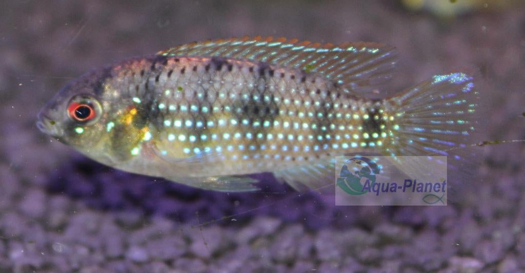 African Butterfly Cichlid, Dieren en Toebehoren, Vissen | Aquariumvissen, Vis, Zoetwatervis