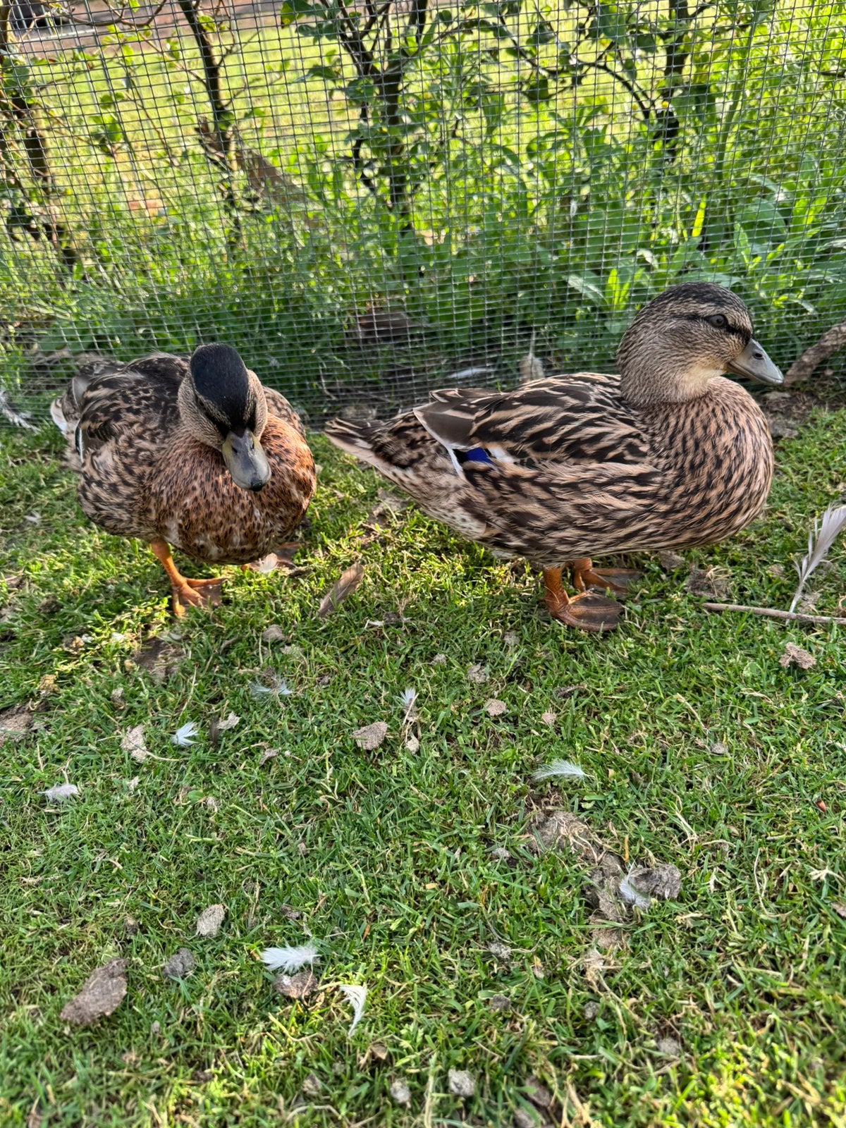 Tekoop kwakers, Dieren en Toebehoren, Pluimvee, Meerdere dieren, Eend