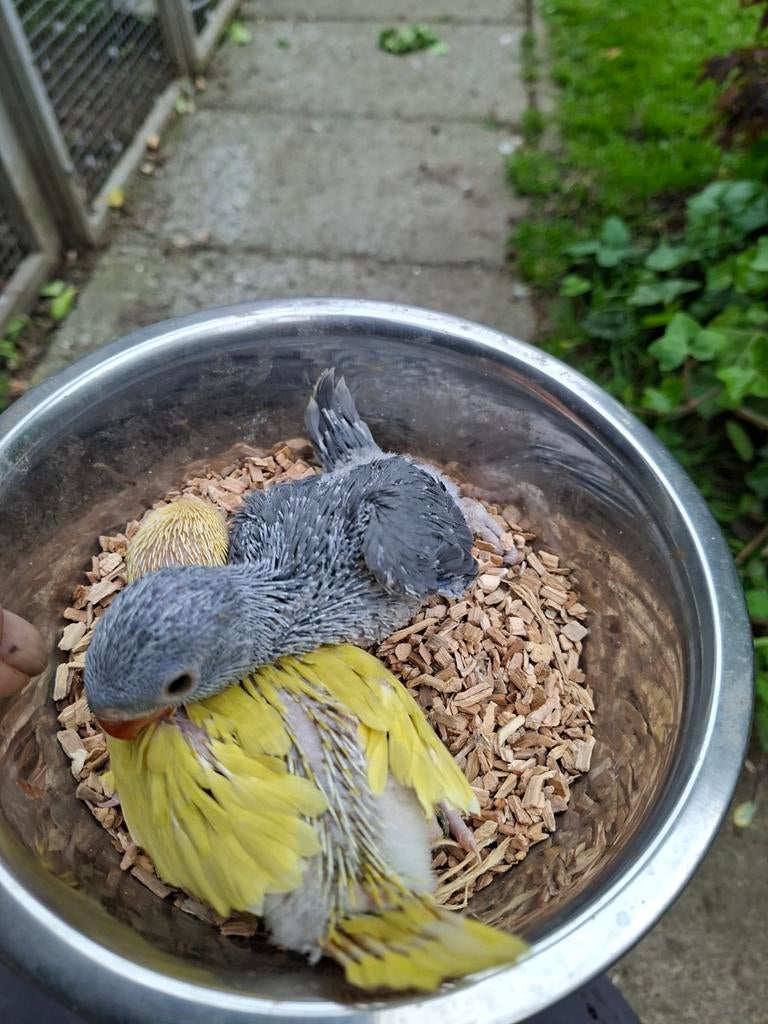 Baby's halsbandparkieten, Dieren en Toebehoren, Vogels | Parkieten en Papegaaien, Geslacht onbekend, Parkiet, Geringd