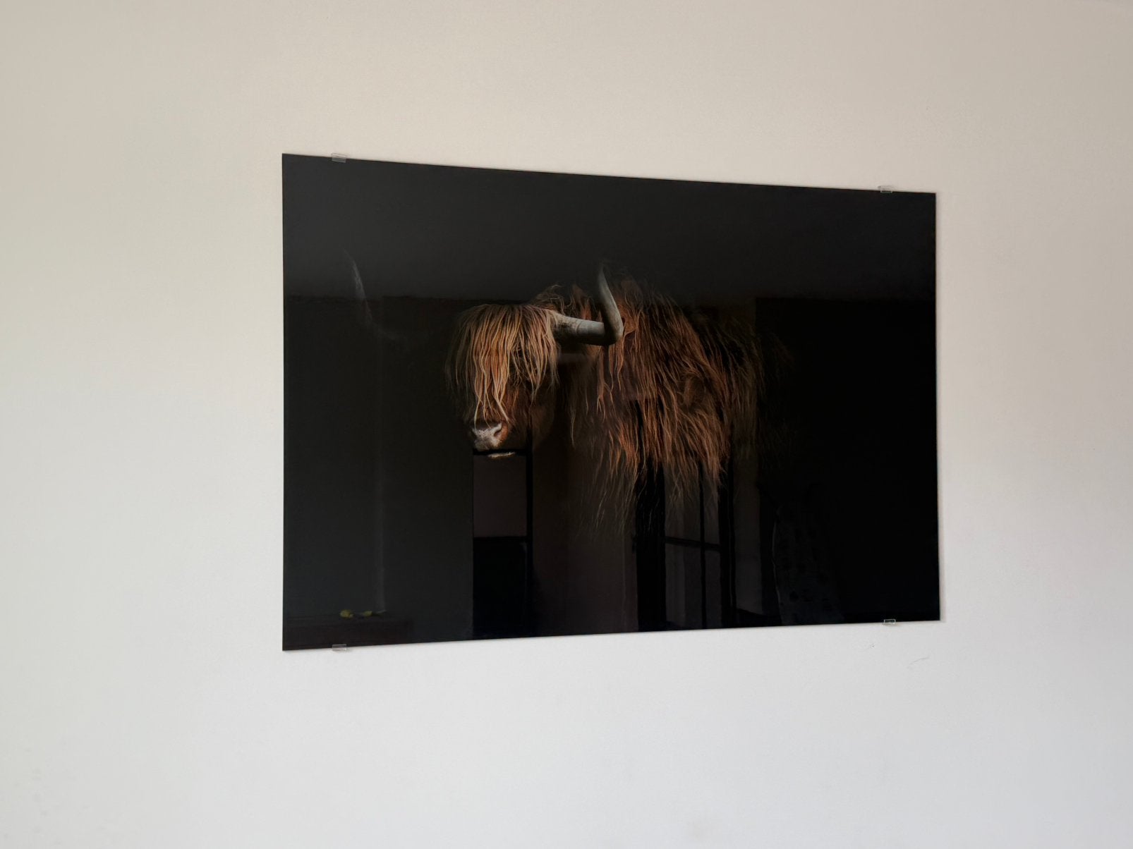 Glas schilderij schotse hooglander, Ophalen