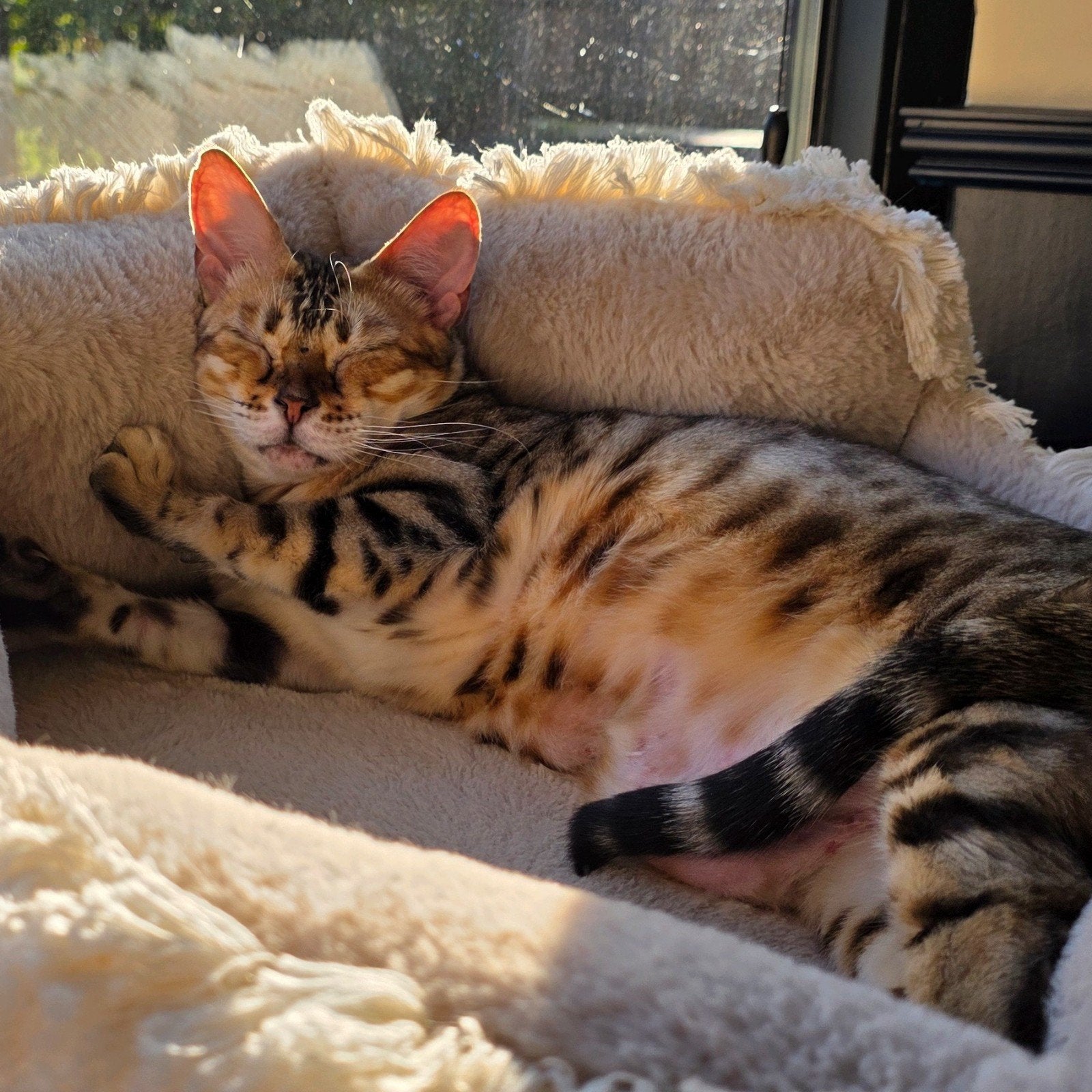Binnenkat knuffelkat; poes gesteriliseerd Bengaal, Dieren en Toebehoren, Katten en Kittens | Overige Katten, Poes, Kortharig, 3 tot 5 jaar