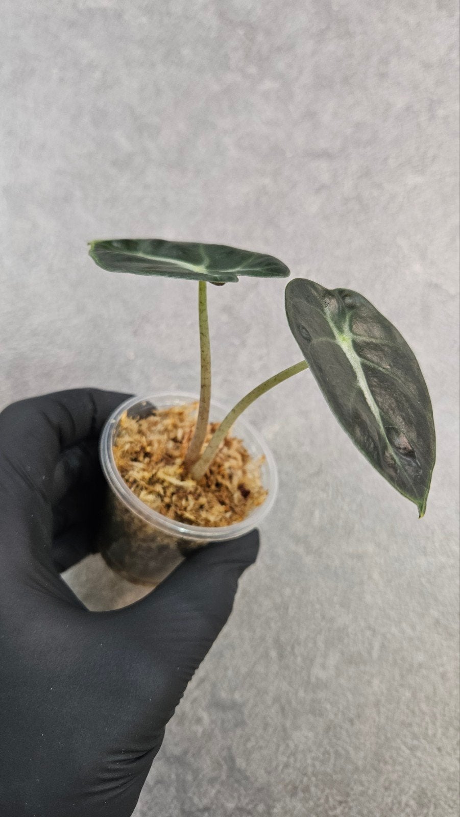 Alocasia Balloon Heart, Ophalen of Verzenden, Halfschaduw, Minder dan 100 cm