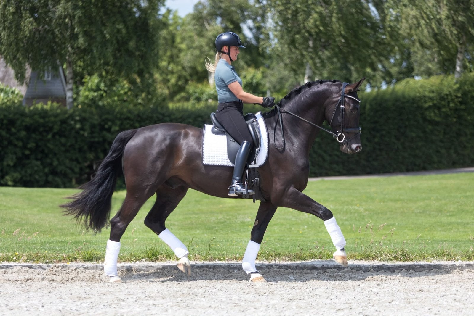Pinot Grigio – veelzijdige KWPN ruin, Dieren en Toebehoren, Paarden, 175 cm of meer, Met stamboom, Ruin, Dressuurpaard