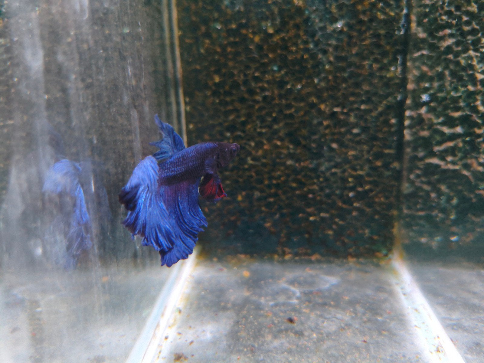 Betta mannen, Dieren en Toebehoren, Vissen | Aquariumvissen, Vis