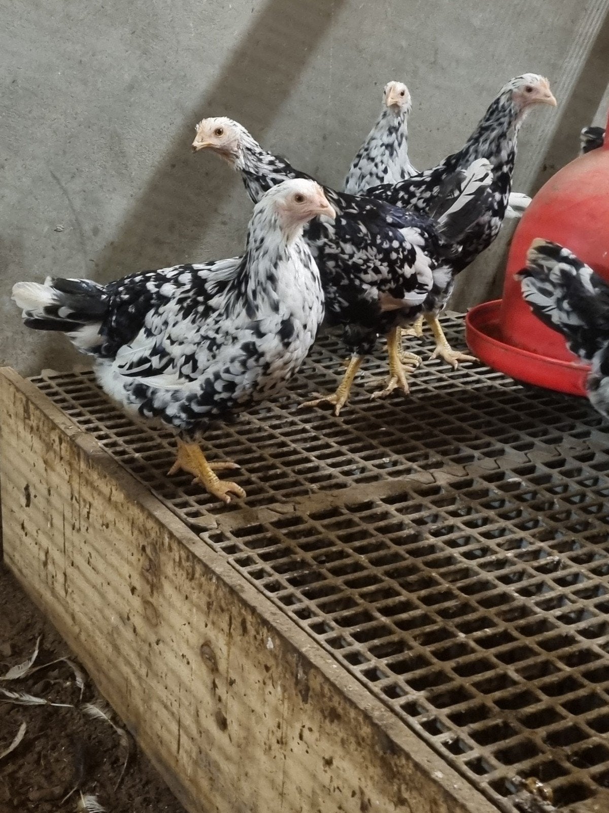 Pita Pinta hennen, Dieren en Toebehoren, Pluimvee, Vrouwelijk, Kip