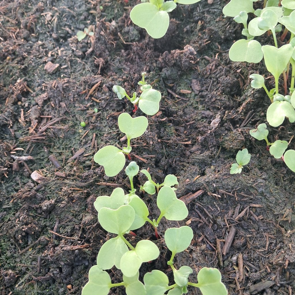 Boerenkool plantjes, Tuin en Terras, Ophalen, Eenjarig, Groenteplanten, Volle zon