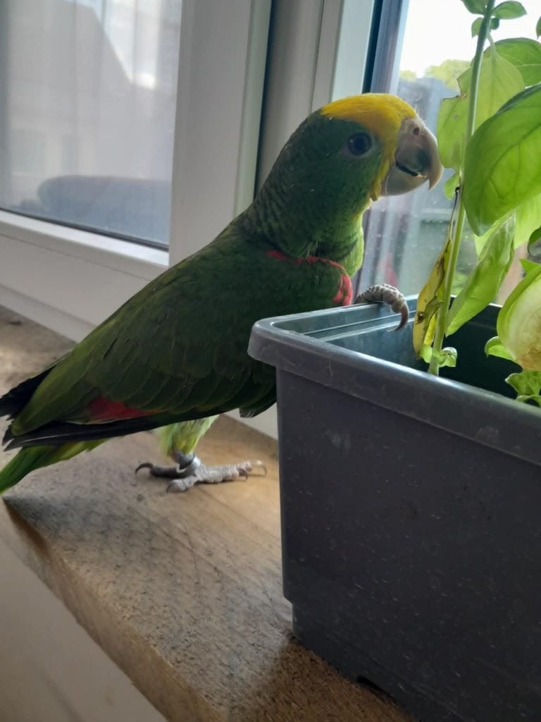 Dubbele geelkop amazone baby handtam, Dieren en Toebehoren, Vogels | Parkieten en Papegaaien, Vrouwelijk, Papegaai, Pratend