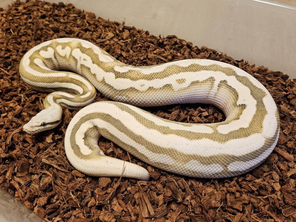 LAST MINUTE HOUTEN DEALS - Diverse koningspythons Ball Python photo 2