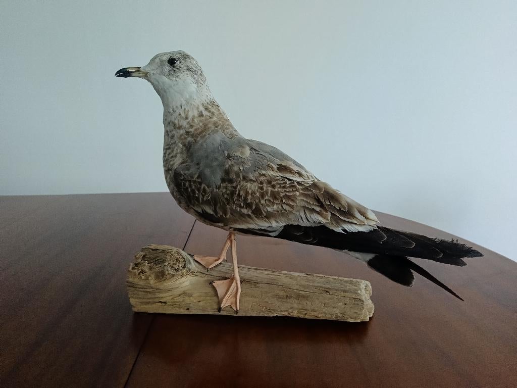 Opgezette Stormmeeuw, Verzamelen, Ophalen of Verzenden, Nieuw, Vogel, Opgezet dier