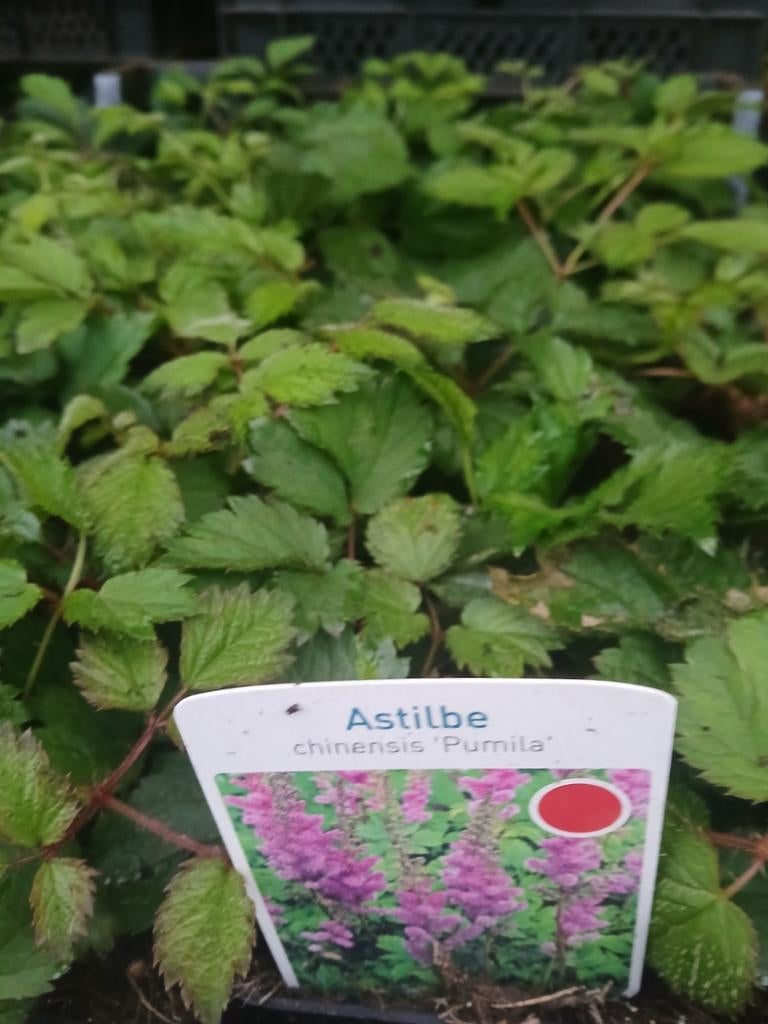 Astilbe chinensis 'Pumila' - Dwergpluimspirea, Ophalen of Verzenden, Overige soorten