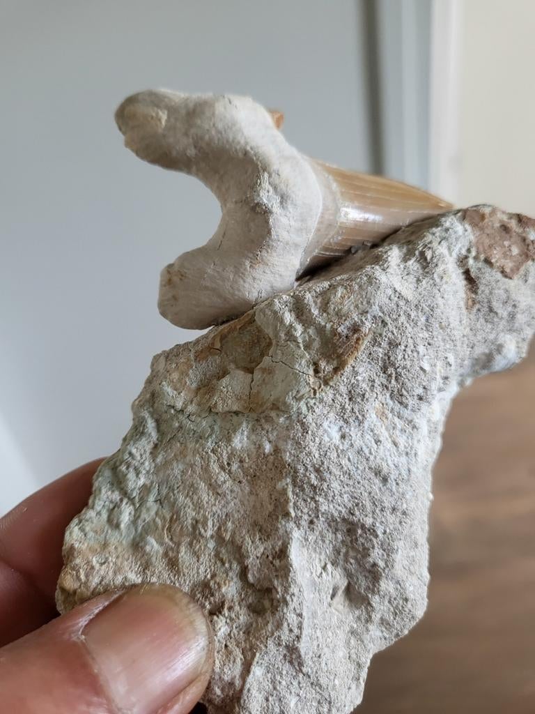 2 Haaientanden Fossielen, Ophalen of Verzenden, Fossiel