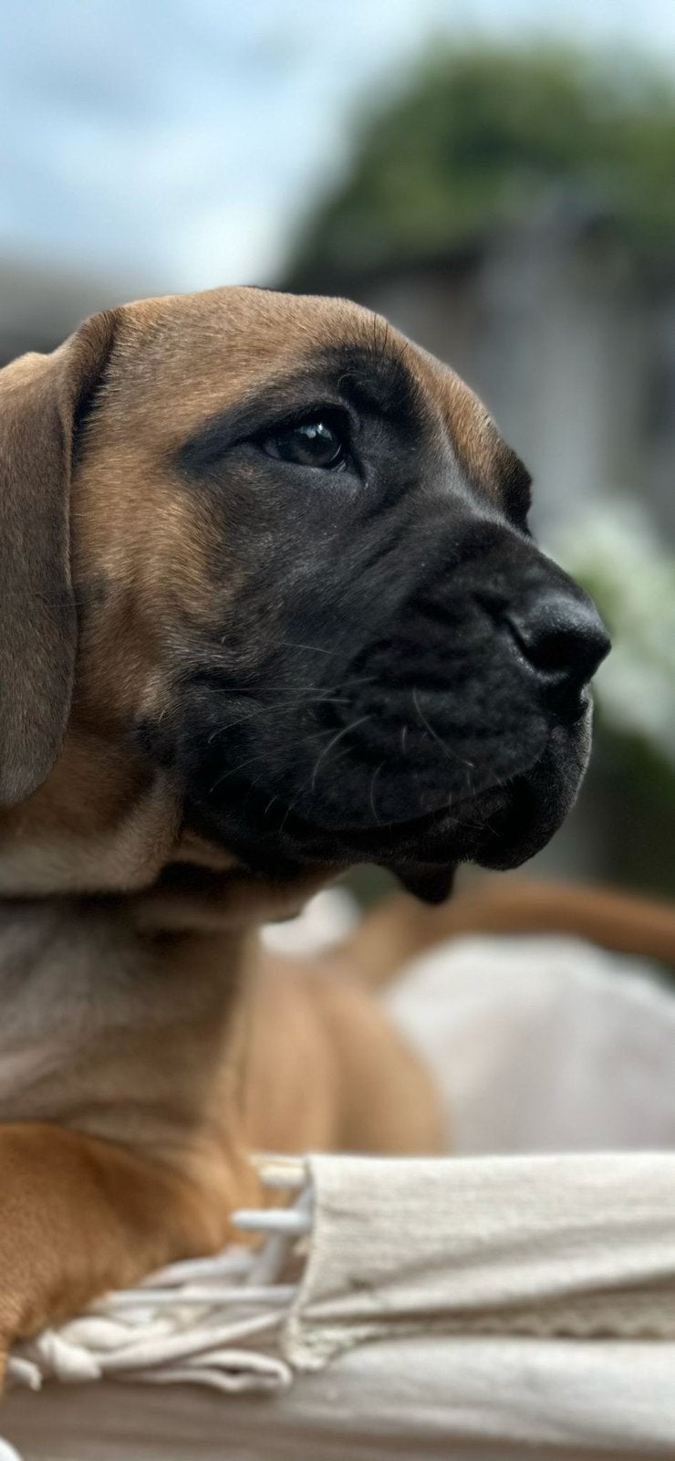 Boerboel pups – nog 1 teefje beschikbaar, Parvo, Overige rassen, 8 tot 15 weken, Meerdere