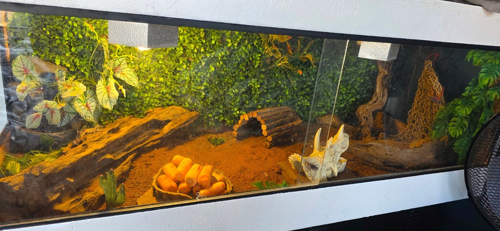 Baardagaam met terrarium en interieur, Amfibie, Met terrarium, 3 tot 6 jaar