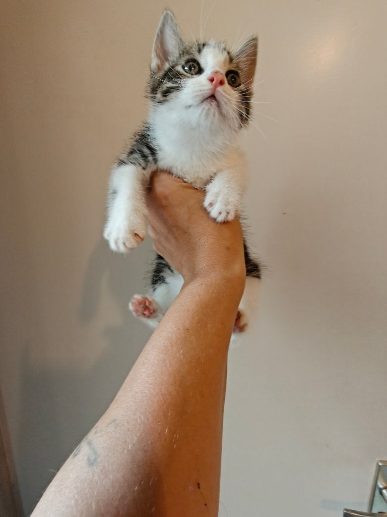 kitten, Poes, Kortharig, 0 tot 2 jaar
