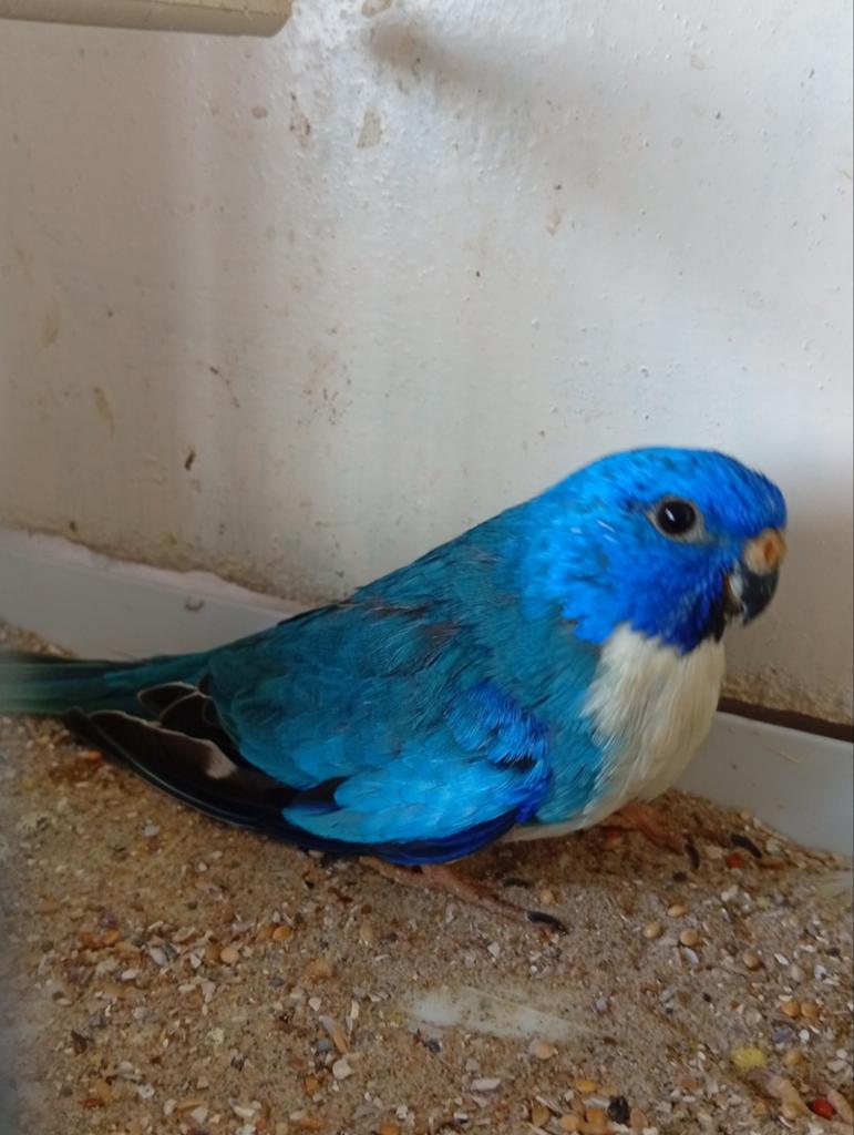 Splendid blauw ef violet 25, Meerdere dieren, Parkiet, Geringd