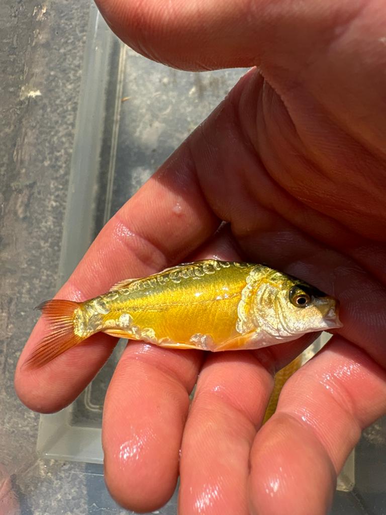 BABY koi mix!, Karper of Koi