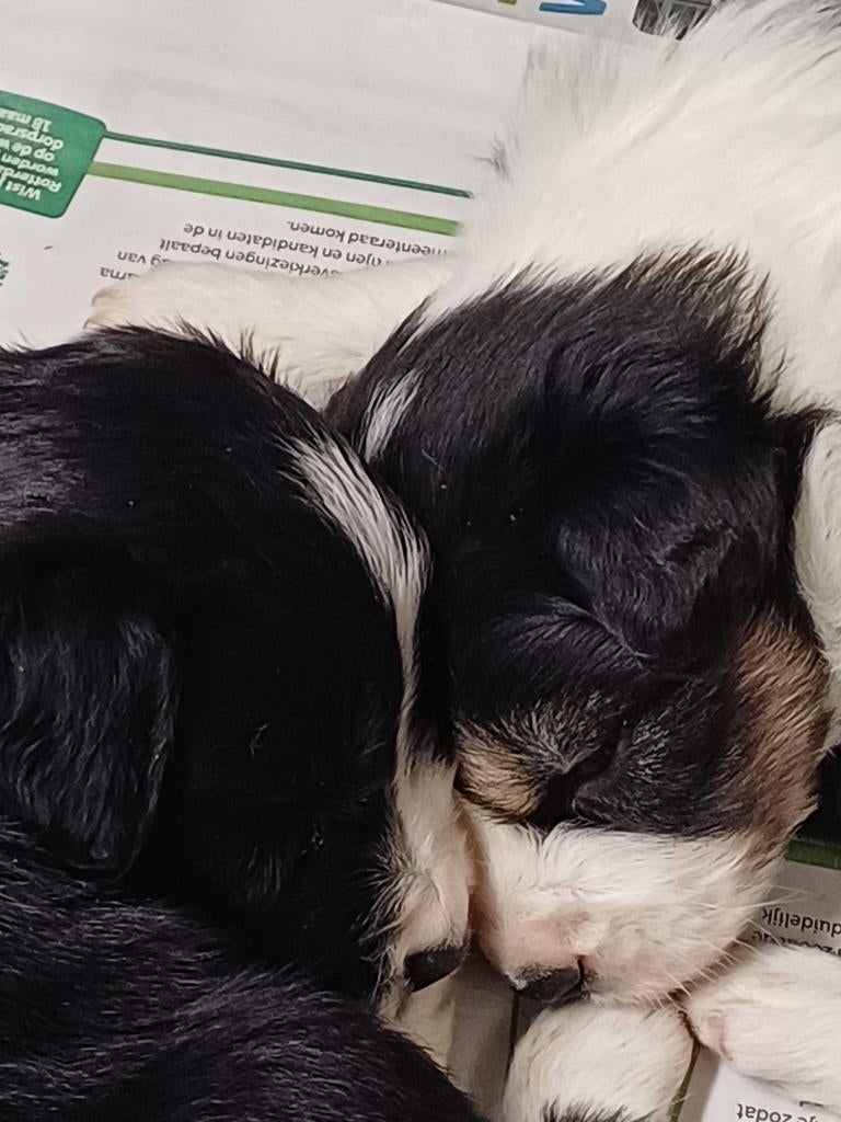 Border Collie pups, 8 tot 15 weken, Groot, Meerdere, Meerdere dieren