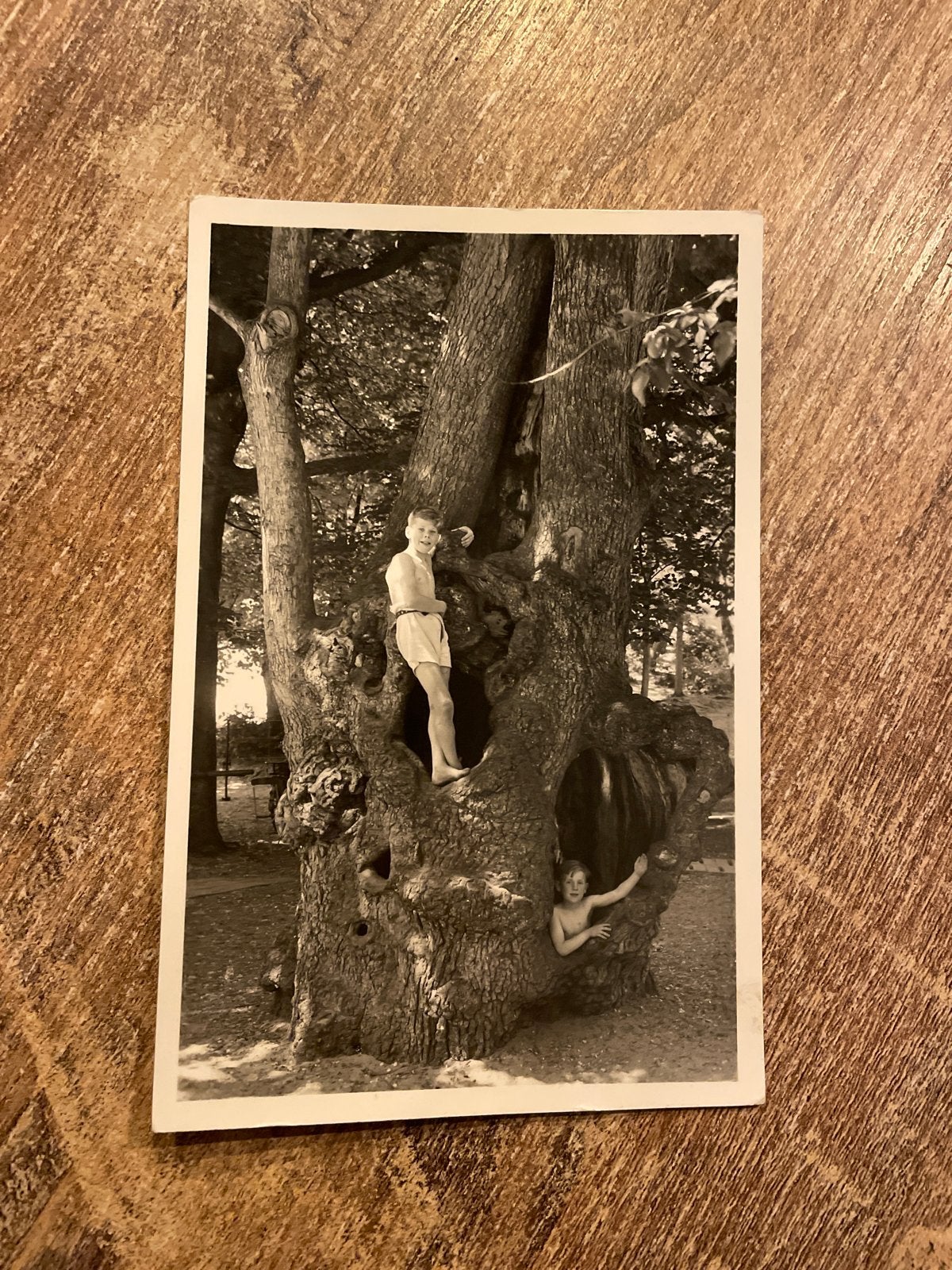 Oude foto: De 400-jarige holle boom van "KRAANTJE LEK", Ophalen of Verzenden, Gelopen, Noord-Holland